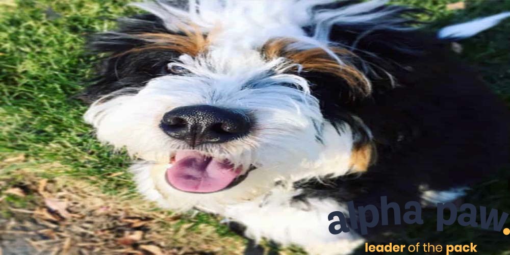 Bernese Mountain Dog + Poodle Mix (Bernedoodle) ...