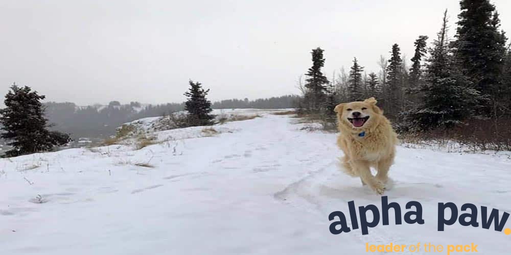 Golden Retriever Husky Mix Reviewed - Alpha Paw