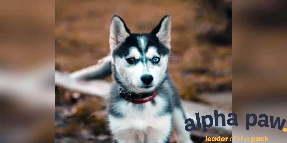 German Shepherd Husky Guide - Alpha Paw