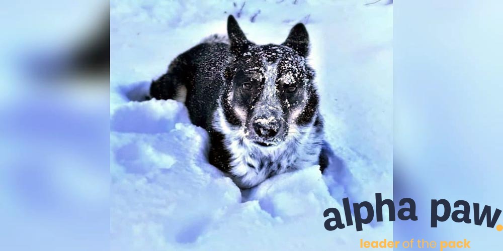 German Shepherd Blue Heeler Mix Facts - Alpha Paw