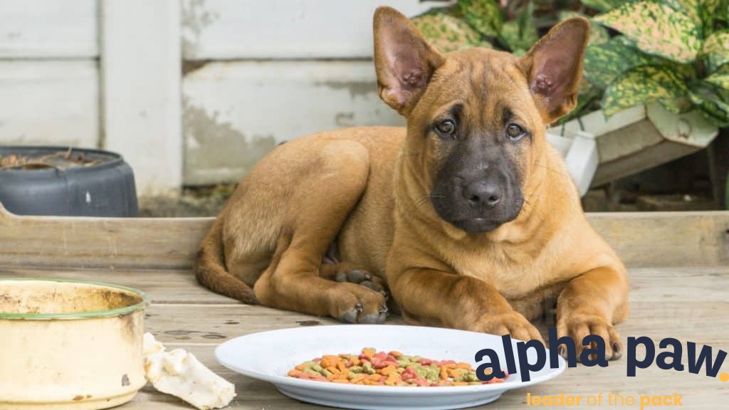 Wellness Core Dog Food Review - Alpha Paw