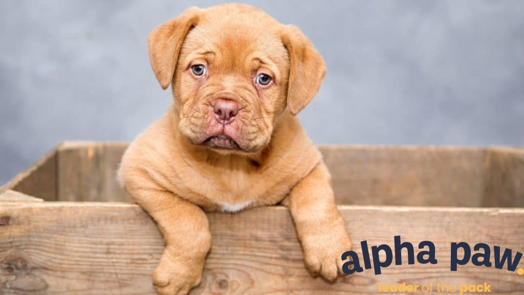 Down Syndrome In Dogs: A Pet Parent Guide - Alpha Paw
