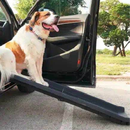 Car Ramp For Dogs