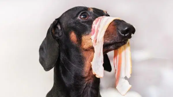 7 Foods Not To Feed Your Wiener