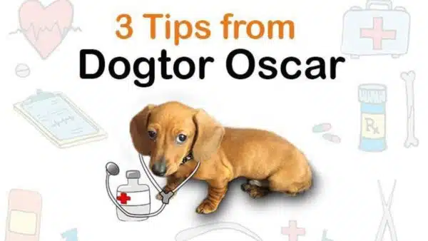 Dr. Oscar’s Tips for Dachshund Back Health
