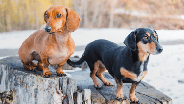 Why Dachshunds Are More Popular Than Ever