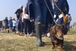 Over 400 Doxies Attend the Annual Dachshund Beach party!