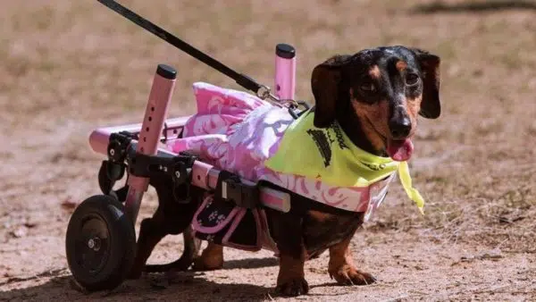 A Paralyzed Dachshund’s Healing Effect On Her Pet Parent