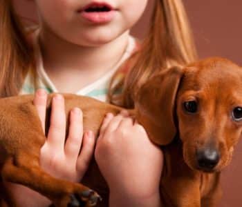 How to Hold a Dachshund – Correctly!