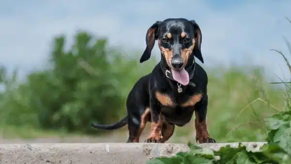 Tips and Tricks For Keeping Your Dachshund in Shape