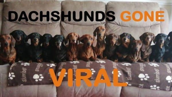 16 Dachshunds that went VIRAL