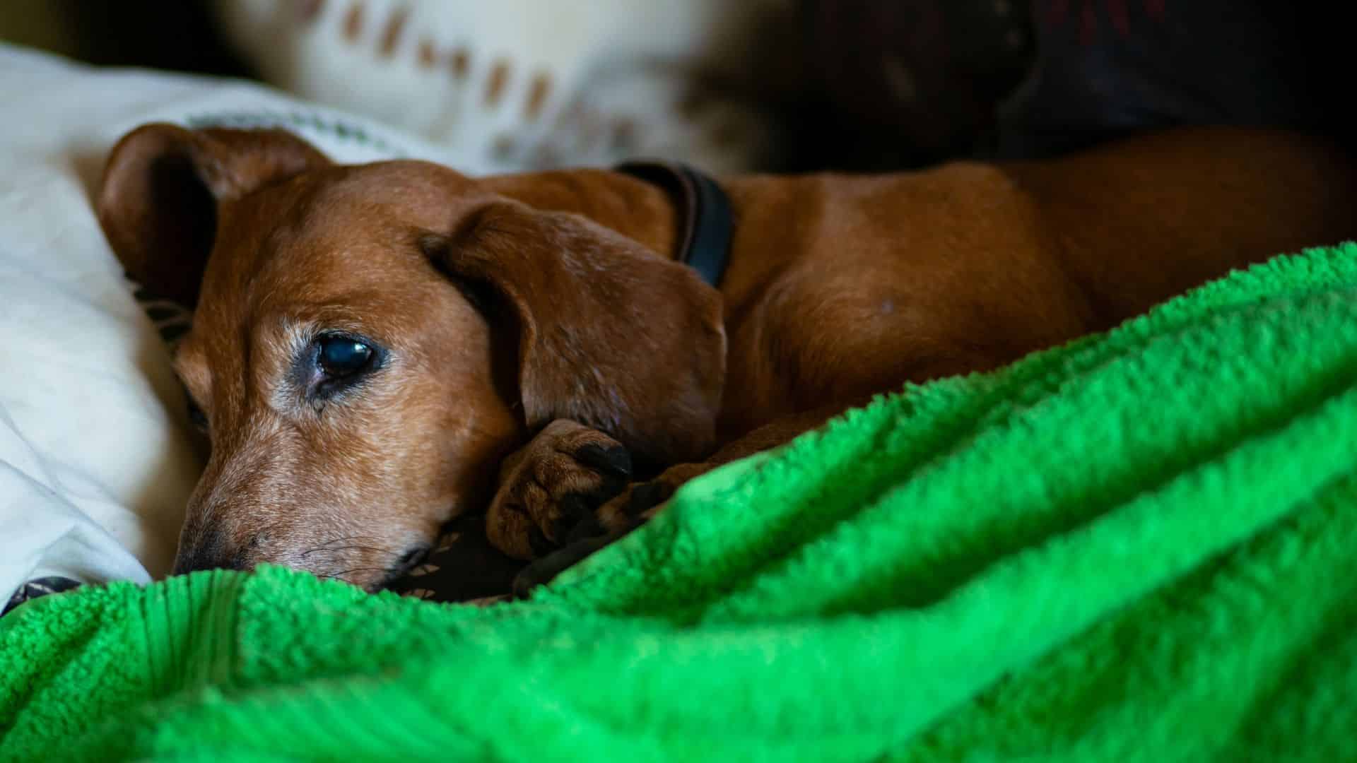 5 Signs your Dachshund Might be Stressed