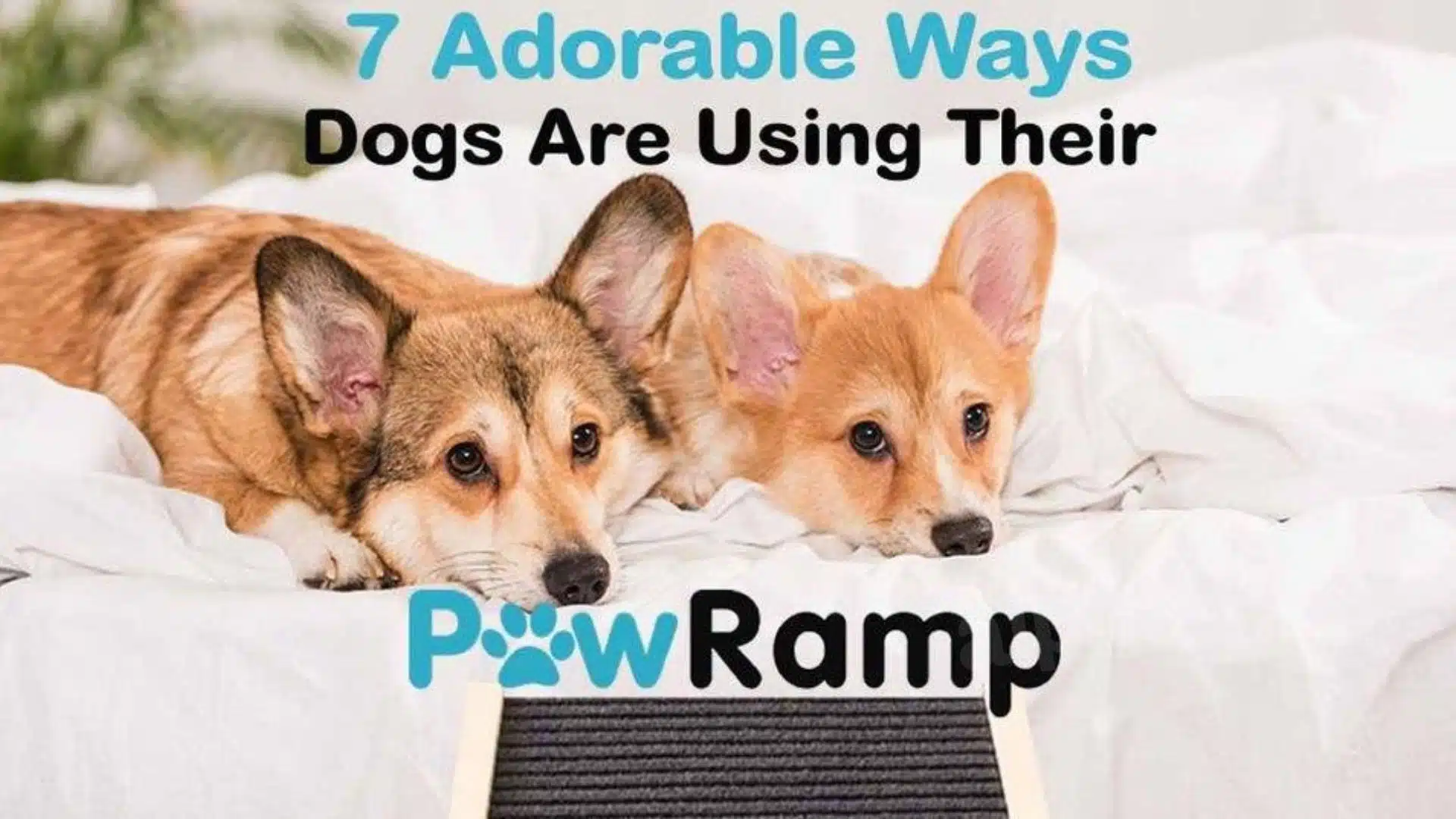 7 Adorable Ways Dogs are Using The PawRamp