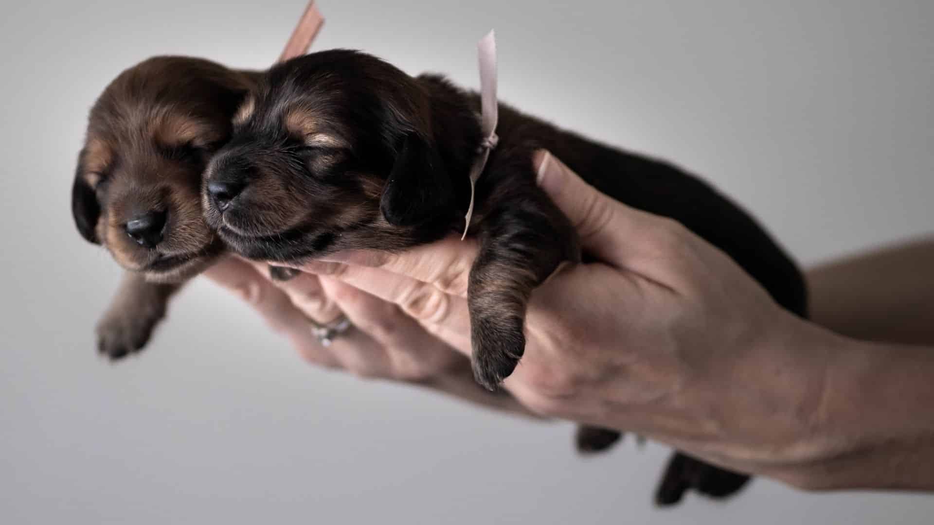 How to Prepare Your Home for A New Dachshund Puppy