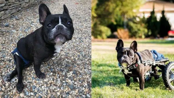 Meet Ivy – A French Bulldog That Was Paralyzed by IVDD, But Never Gave Up!
