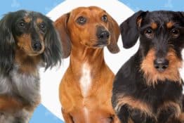 The 3 Types of Dachshunds: Do You Know Them All?