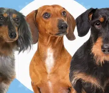 The 3 Types of Dachshunds: Do You Know Them All?