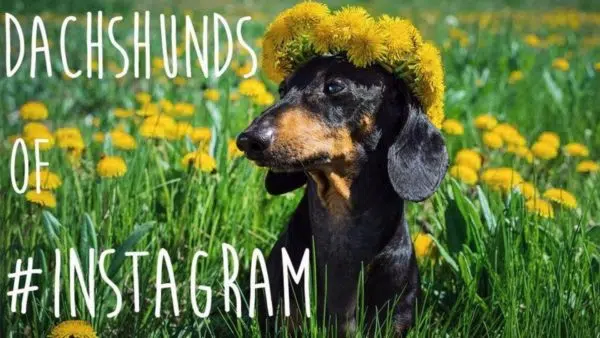 The Dachshunds of Instagram You Should Follow!