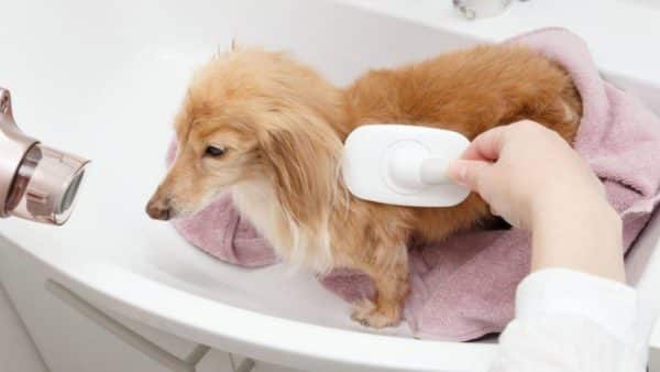 Dachshund Grooming Tips: How To Care For Your Sausage Dog