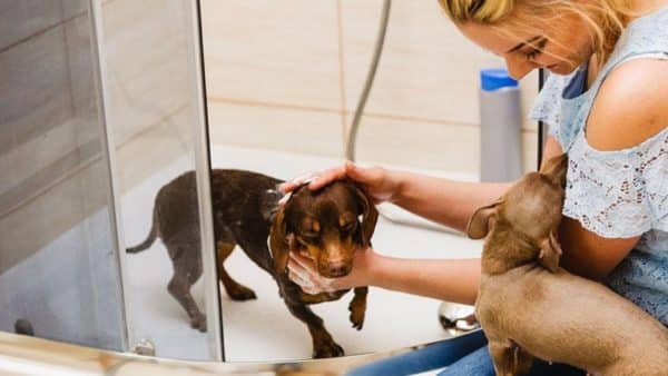 How to Make Your Dachshund Love Bath Time