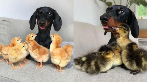 This Dachshund is a Total Chick Magnet!