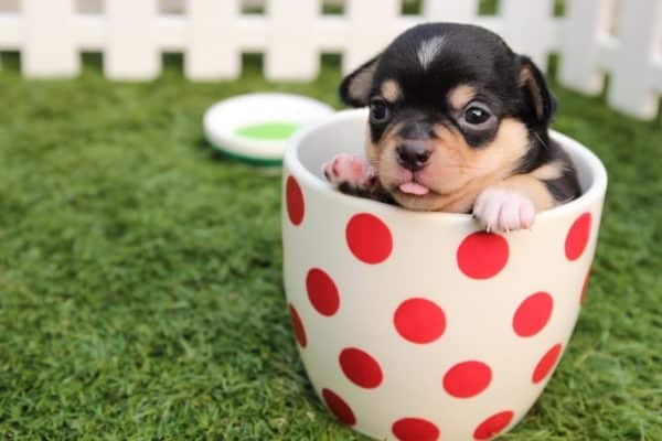 Tips For Raising A Puppy