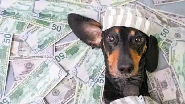 Is Owning A Dachshund Expensive?