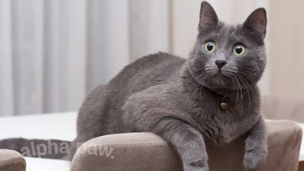 Top 5 Rare Cat Breeds With Surprising Origin Stories