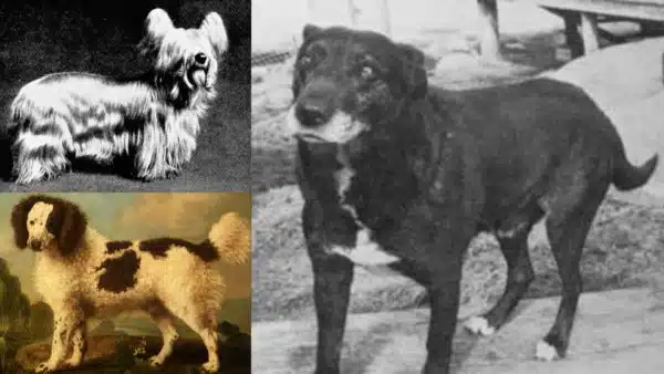 10 Dog Breeds That are Now Extinct and Why It Happened