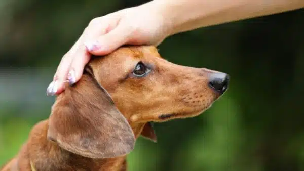 5 Reasons Why Your Doxie Doesn’t do Well in Training (Hint: It’s YOU!)