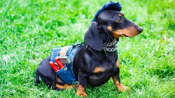 Can Dachshunds Be Service Dogs?