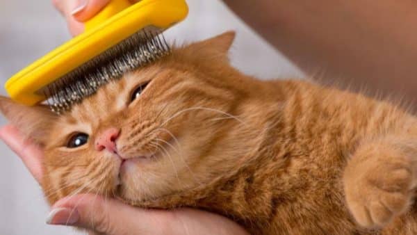 Are Your Cat Grooming Products Poisoning Your Fur Babies?