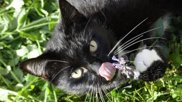 Catnip 101! What Is It, What To Do With It?