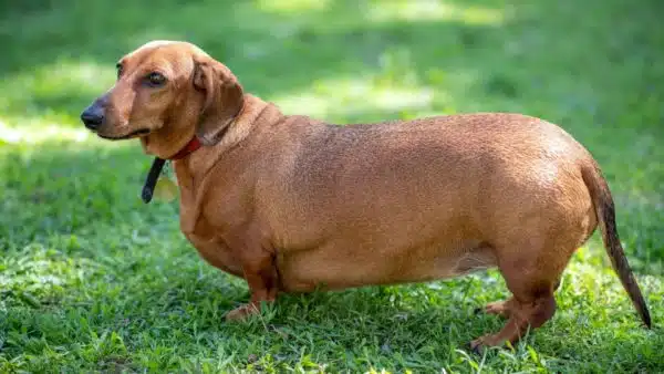 Dachshund Obesity Is a Real Thing, But You Can Change That