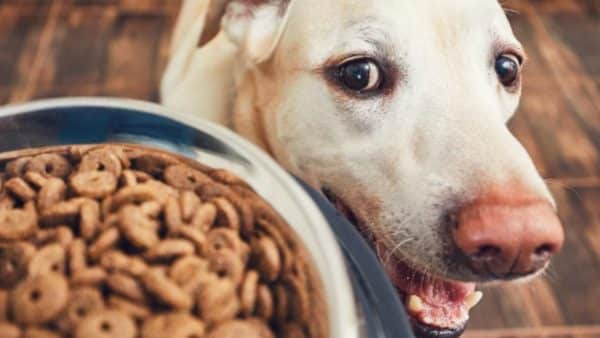 Have you Checked your Dog Food’s Ingredients Lately?