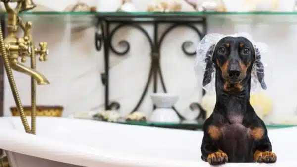 Is Grooming your Doxie Stressful for Everyone? Read These Tips!