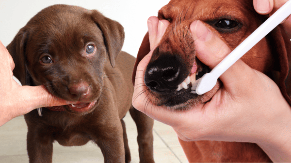 All About Your Dog’s Teeth: A Pet Parent Guide