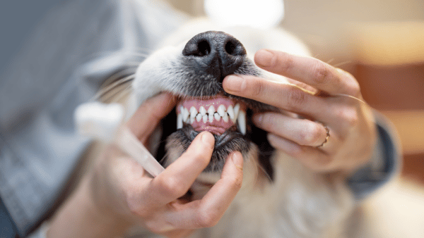 A vet shows off a set of dog's teeth