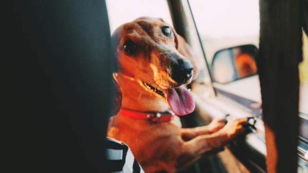 Ways To Make Taking Your Doxie On A Road Trip Safe and Fun for Everyone