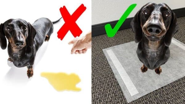 HOW and WHY to Train Your Dog to Use Dog Pee Pads!