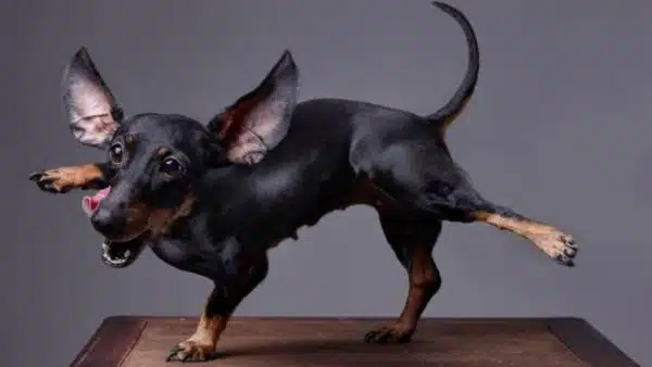 What Do Doxies Use Their Tails For? The Surprising Answer