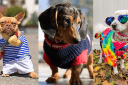 Advantages And Disadvantages Of Dressing Up Your Pet