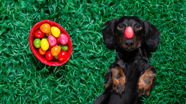 How to Celebrate Easter With Your Dogs
