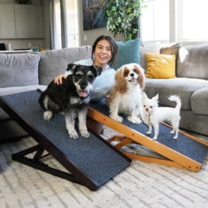 Three small dogs occupying two paw ramps 