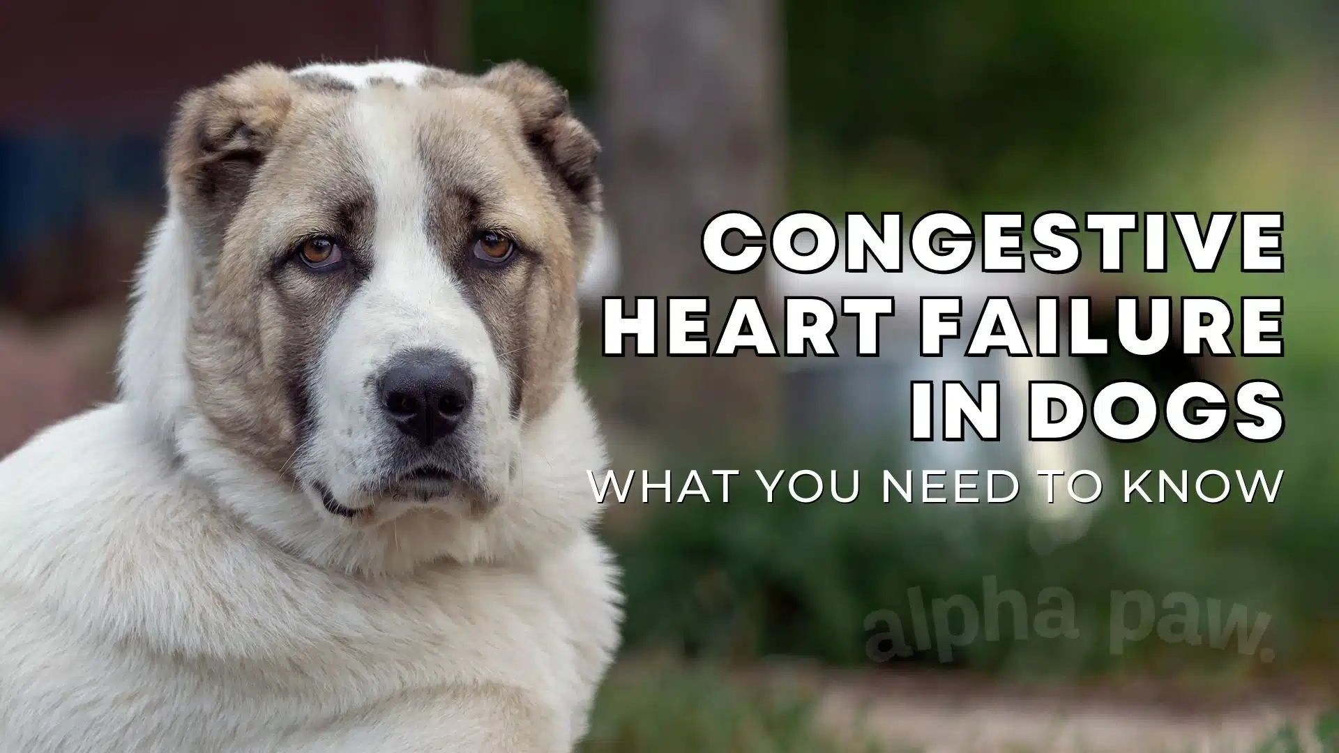 Congestive Heart Failure in Dogs: Symptoms, Treatment & Prevention