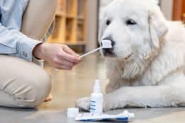 What Is The Best Way To Take Care Of Your Dog’s Teeth