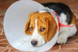 What Do You Do When Your Dog Is Injured?