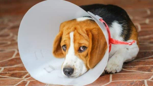 What Do You Do When Your Dog Is Injured?