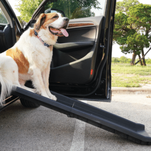 Dog sitting at a car ramp