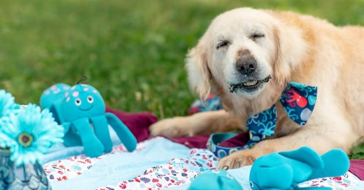 Golden Retriever with Terminal Cancer Has Wishes Granted Via The Ultimate Doggy Bucket List